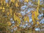 Catkins