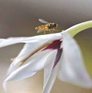 Hoverfly resting on Gladiolus Callianthus