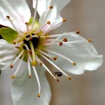 Spider on plum blossom