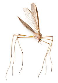 Cranefly