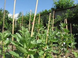 Broad beans growing well