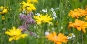 A planted wildflower meadow in Anjou