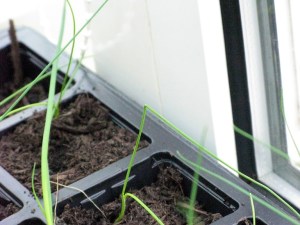 Leek seedlings