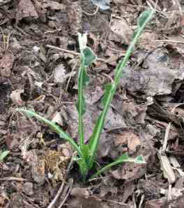 Kale decimated by pigeon