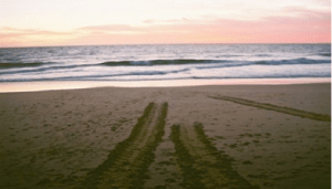Turtle tracks on the beach Turtle tracks on the beach
