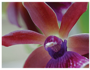 Screen Shot 2012-04-13 at 09.29.45 Scented orchid