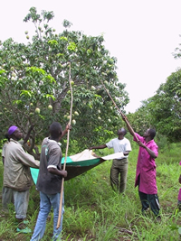 Mango harvest Mango harvest