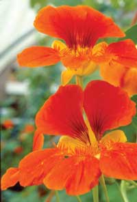 Nasturtium © S Chesterman