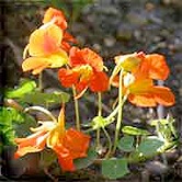Nasturtiums © Pintail