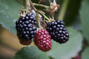 20 6 ofg (1) Blackberries