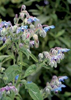 Borage Borage