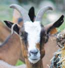 Goat © Pintail Goat © Pintail