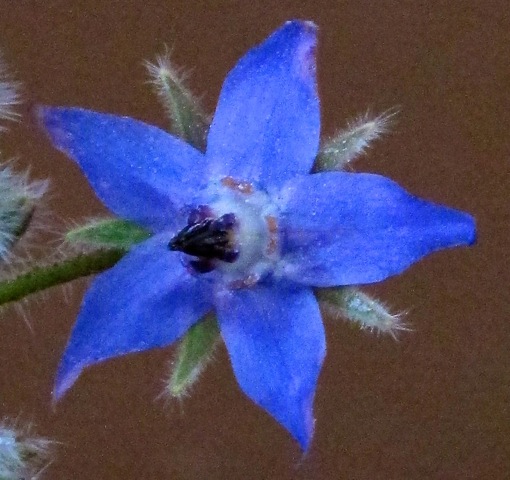 Borage flower, close up © Pintail Media Borage flower, close up © Pintail Media