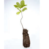 Oak sapling infused with truffle spores