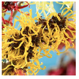 Hamamelis - Witch Hazel