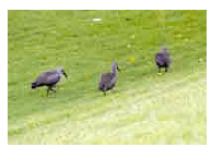 Black ibis on the lawns