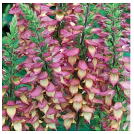 Foxglove illumination