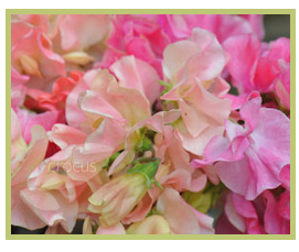 Fabulous sweet peas from Crocus