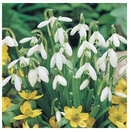 Galanthus nivalis