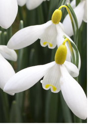 Galanthus woronowii ‘Elizabeth Harrison’ 