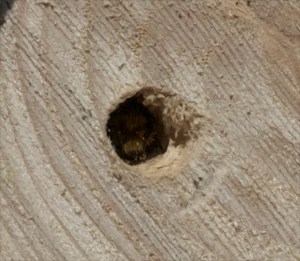 Bee crawling into hole
