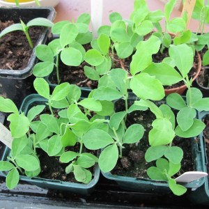 Sweet pea seedlings