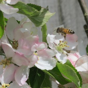 Honey bee collecting pollen on apple blossom Honey bee collecting pollen on apple blossom