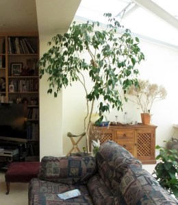 Weeping fig in conservatory Weeping fig in conservatory