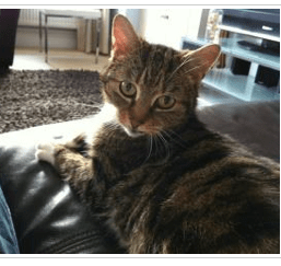 Florence, a 12 year old cat, fostered by Laura