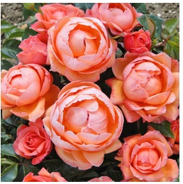lady marmalade rose