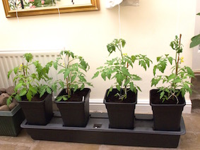 Two Ailsa Craig plants in the centre