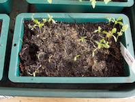 Tagetes to go in the kitchen garden as a pest attractor, sadly has to go to the bin