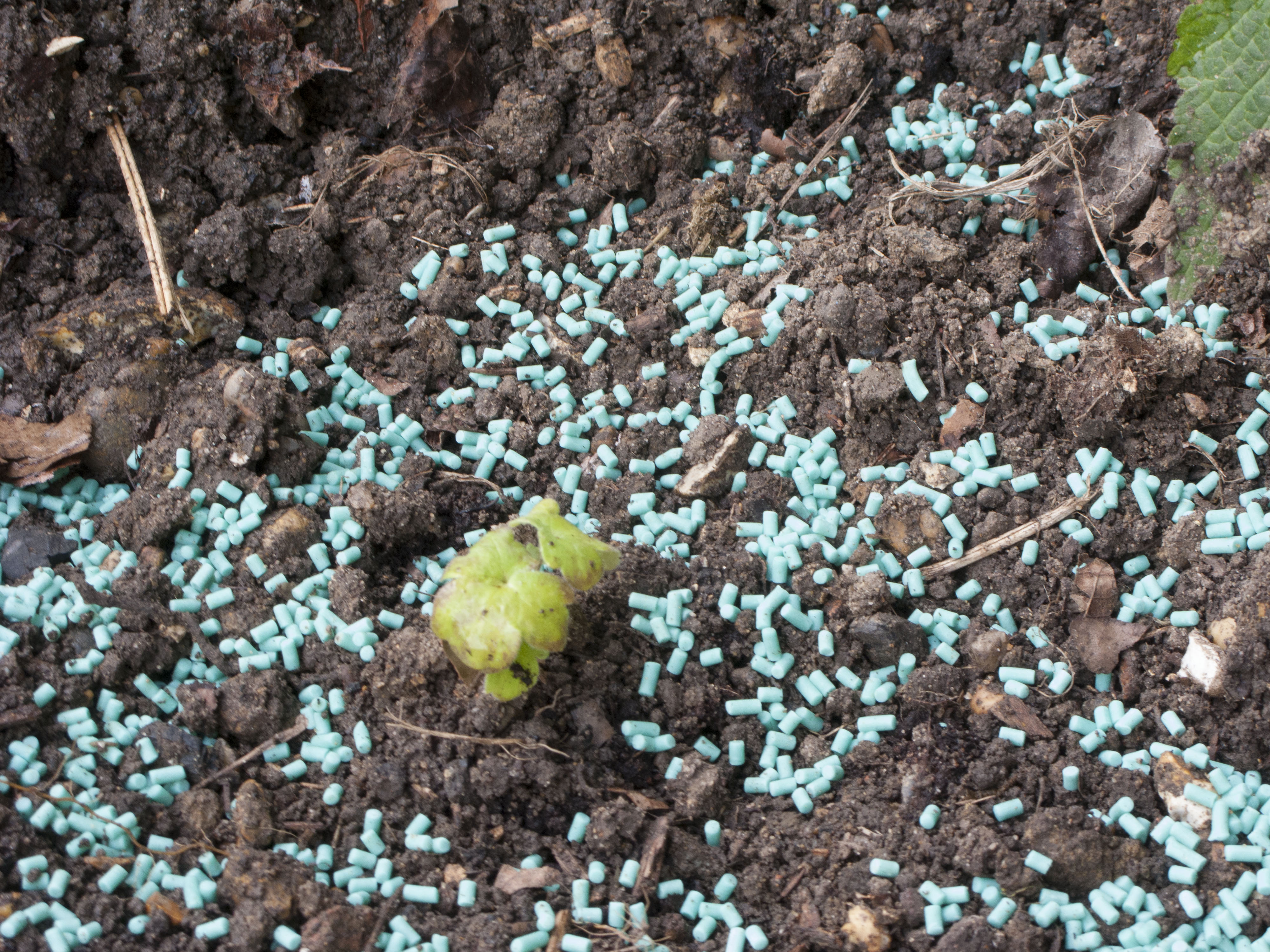delphinium seedling surrounded by pellets